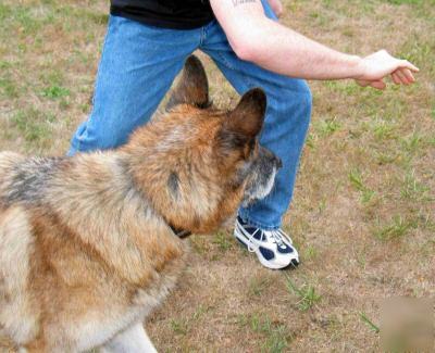 Self-defense against a dog attack by loren christensen