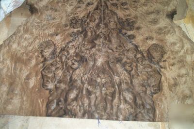 Walnut burl veneer 8 @ 8'' x 17'' [0874]