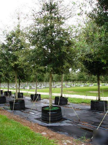 Live oak trees 30 gallon