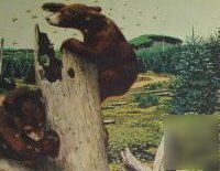 Weyerhaeuser timber co. raccoons, bears art-2 1950S ads